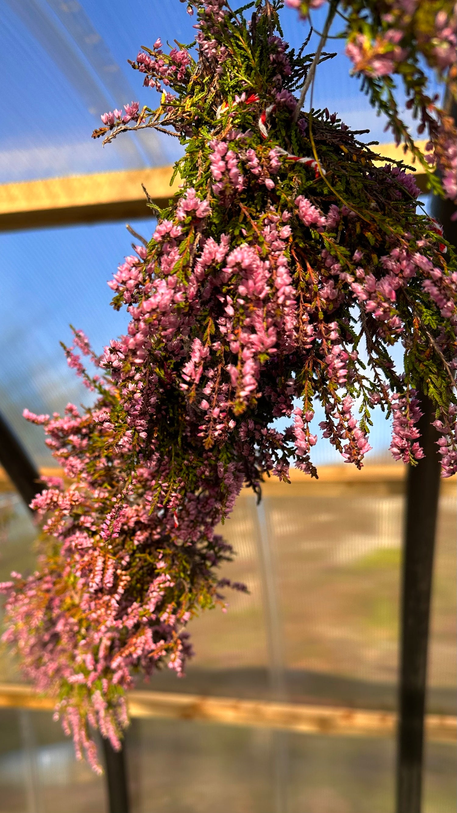 Heather, a botanical in our gin, drying in a family hebgrub